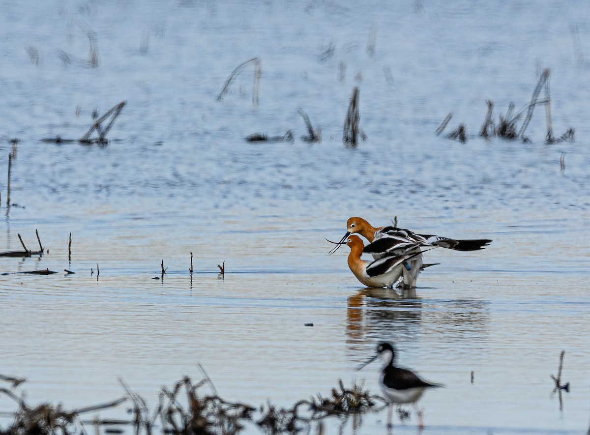 Avocette d'Amérique - ML326958371