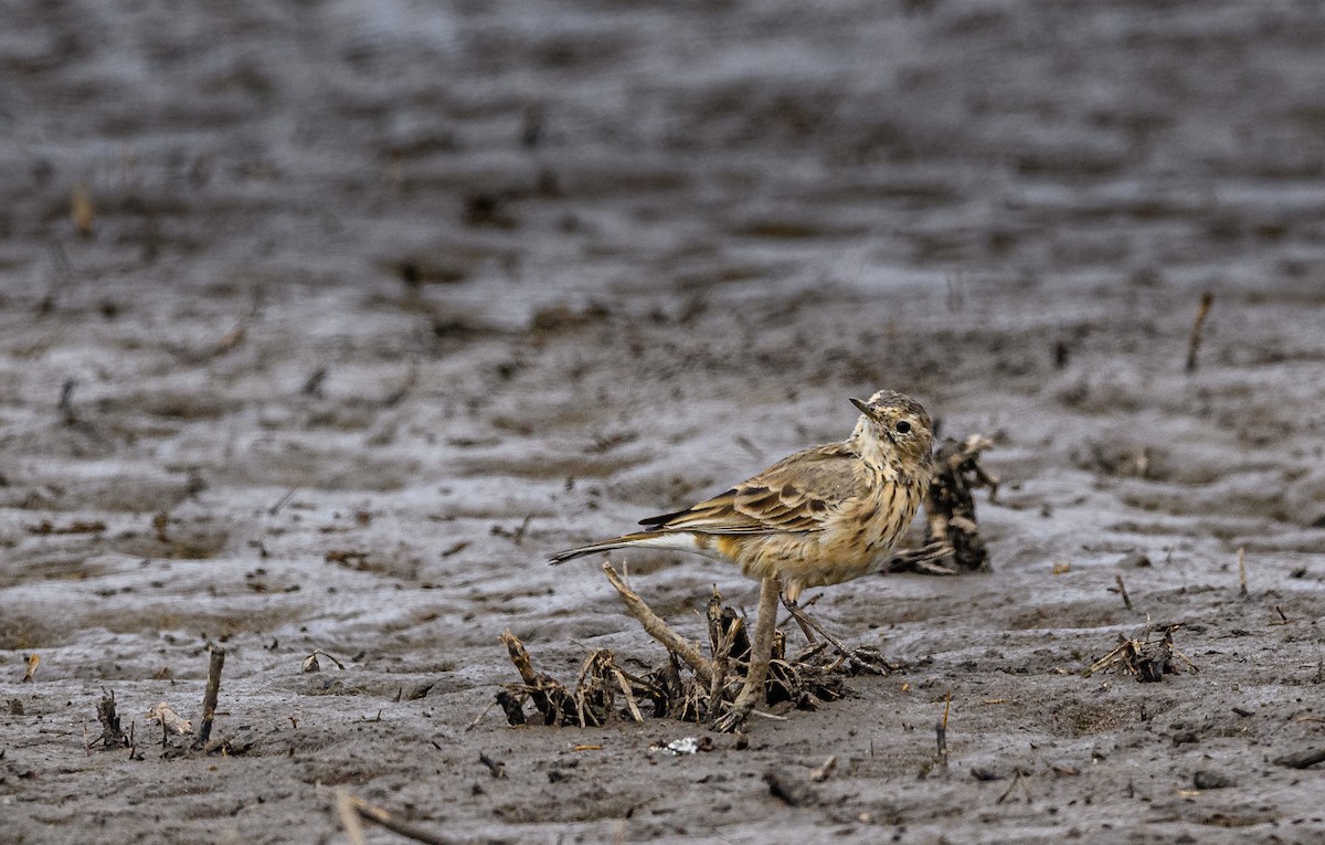 Pipit d'Amérique - ML326958411