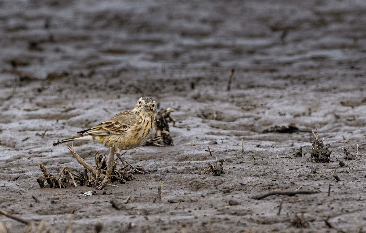 American Pipit - ML326958421