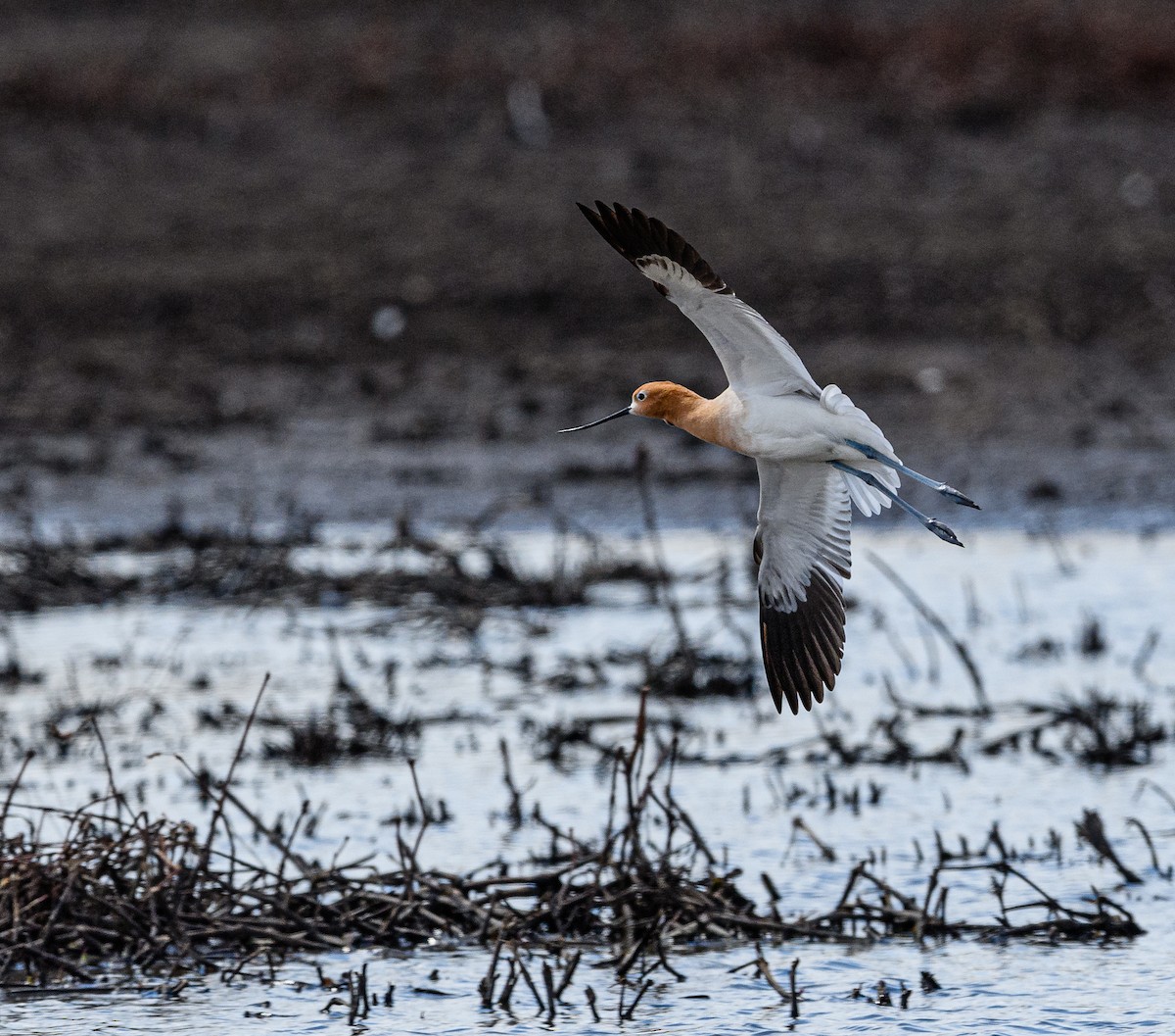 Avocette d'Amérique - ML326958461