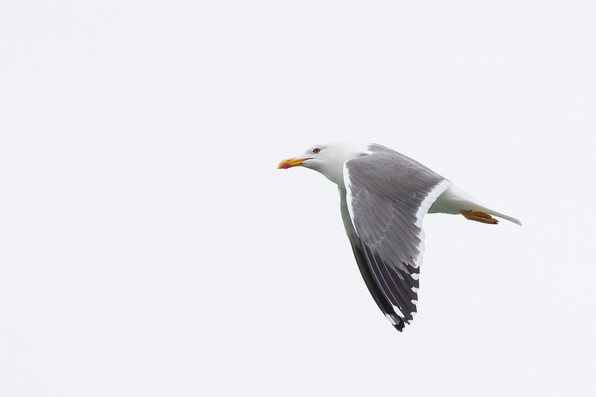 Lesser Black-backed Gull - Brian Stahls