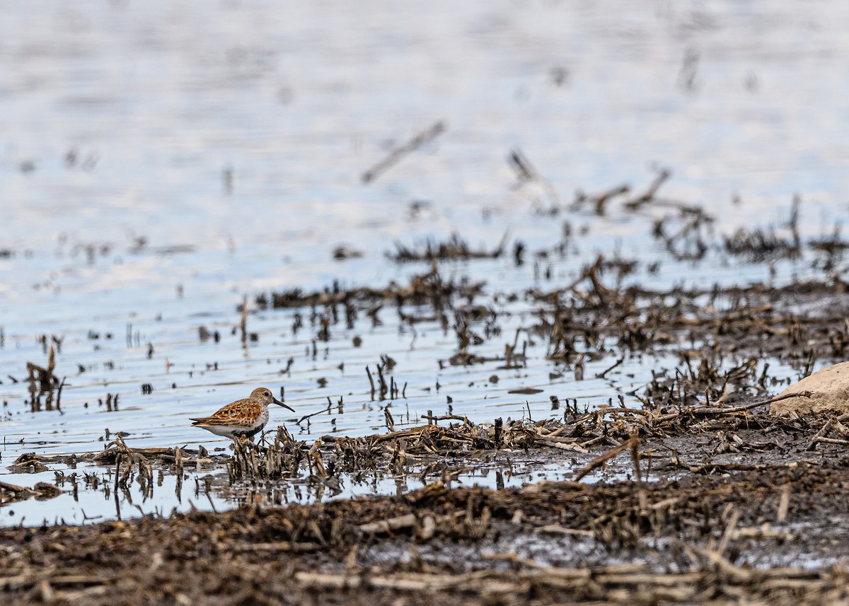 Dunlin - ML326958591