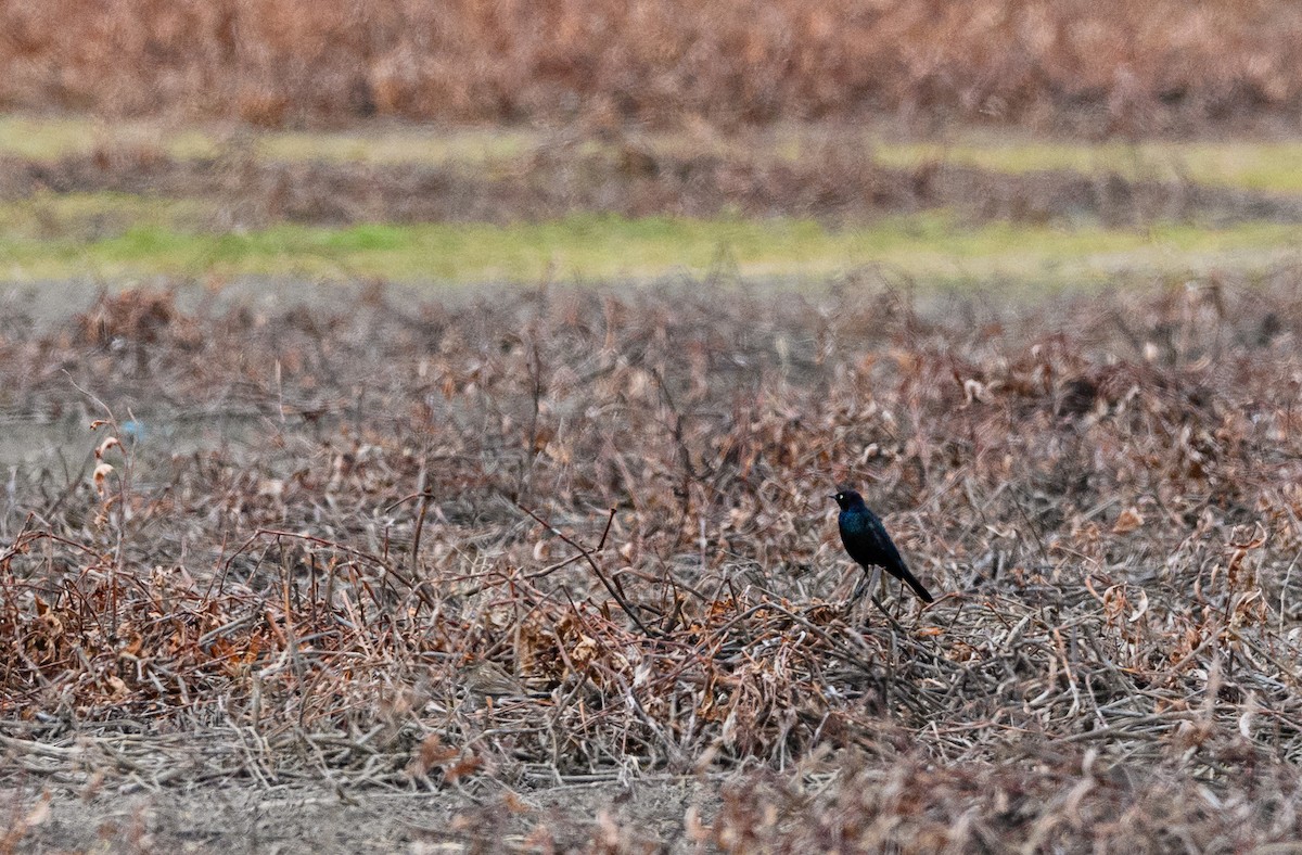 Brewer's Blackbird - ML326958911