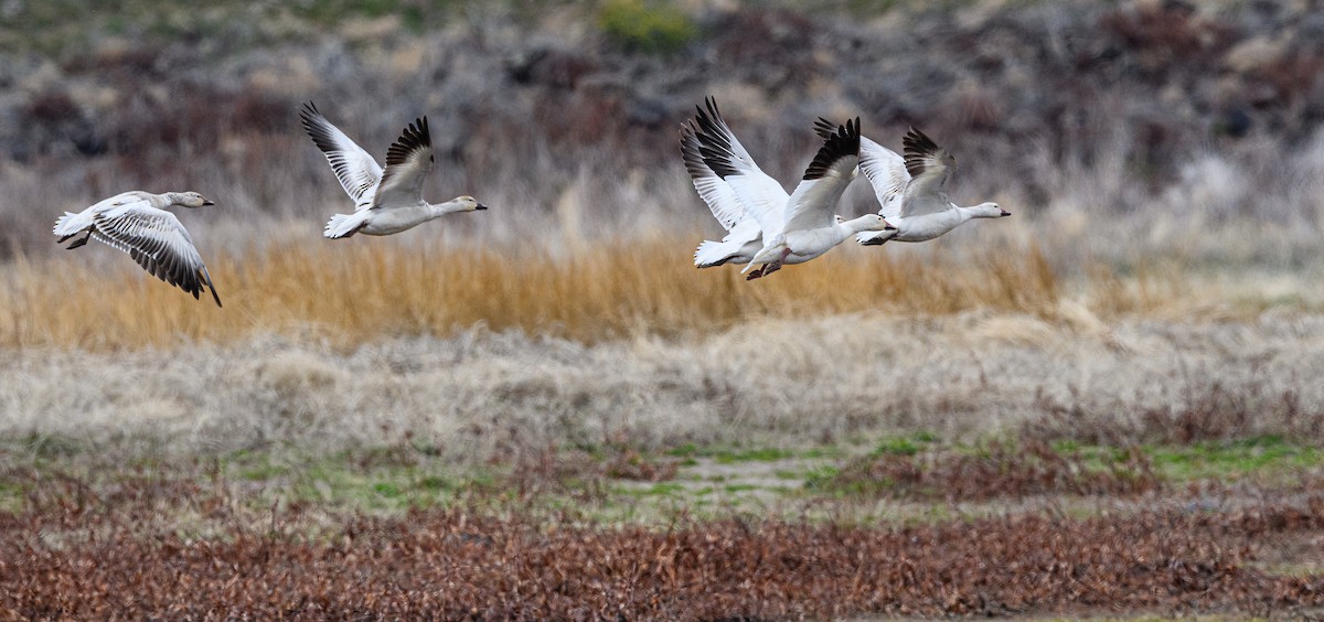 Snow Goose - ML326959061