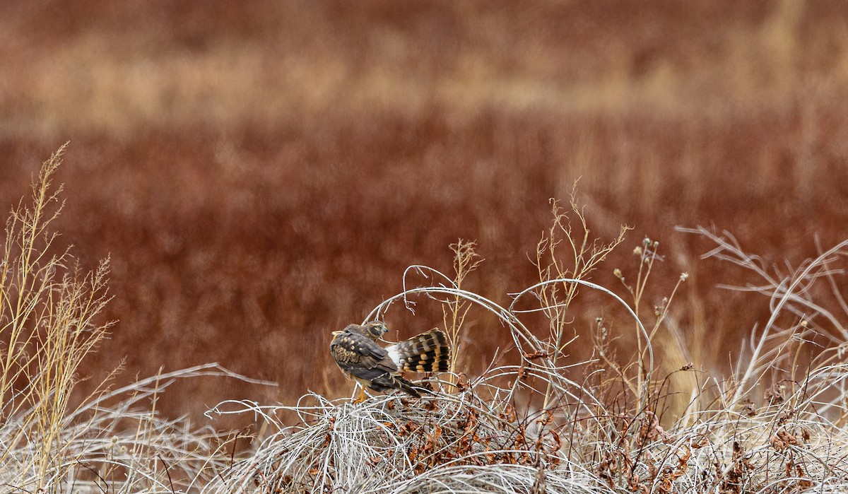 Northern Harrier - ML326959101