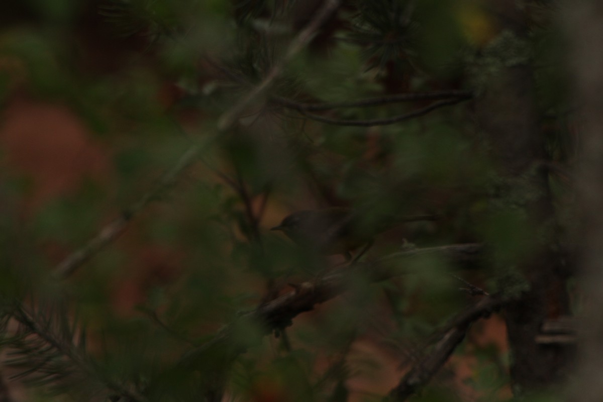 MacGillivray's Warbler - ML32695981
