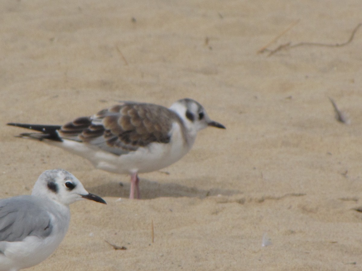 Bonaparte's Gull - Duck Wizard