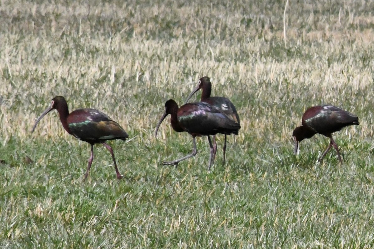 ibis americký - ML326962091