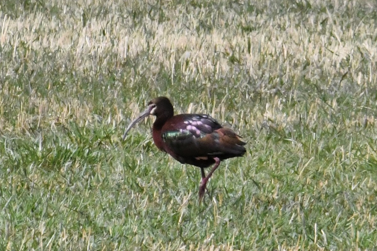 ibis americký - ML326962151