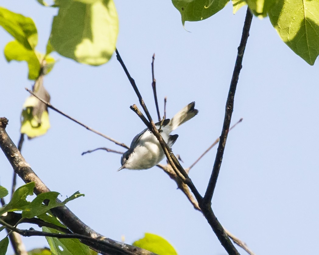 Амазонская комароловка (parvirostris) - ML326962521