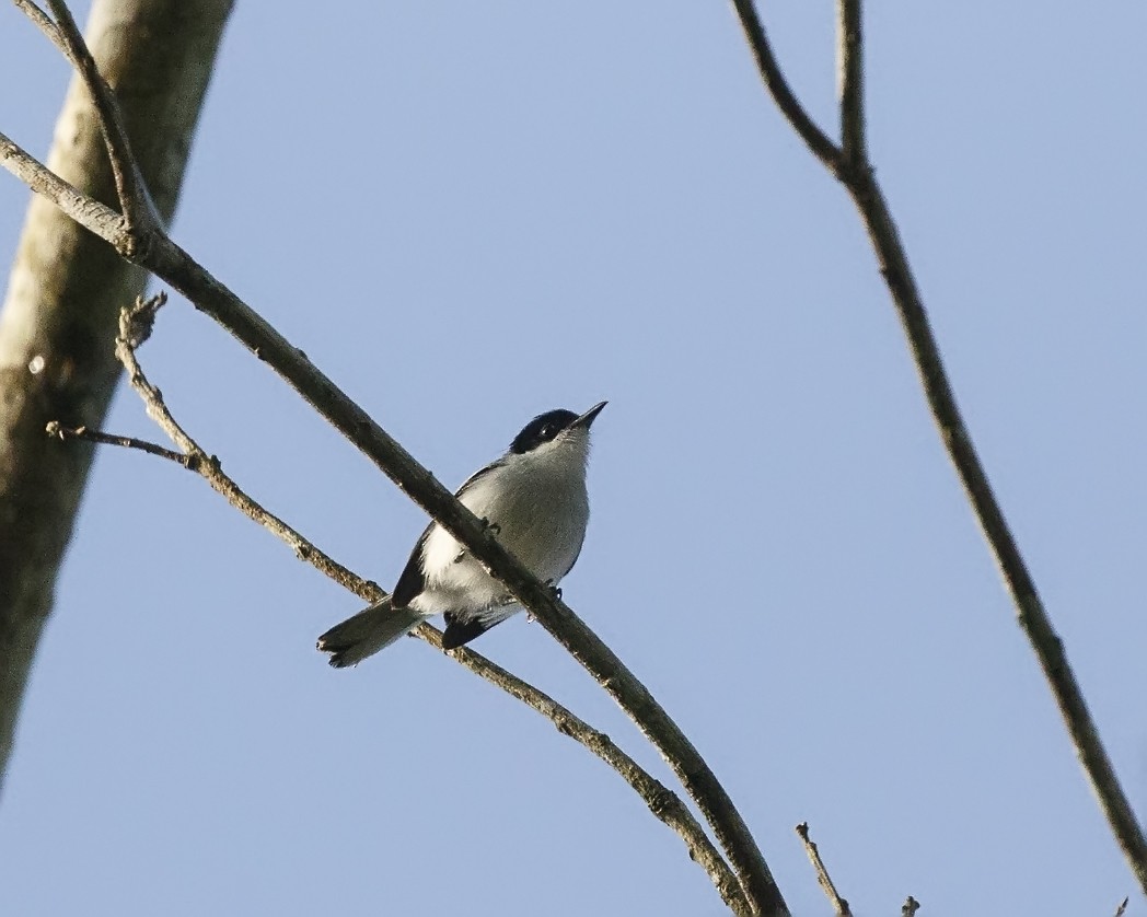 カオジロブユムシクイ（parvirostris） - ML326962681