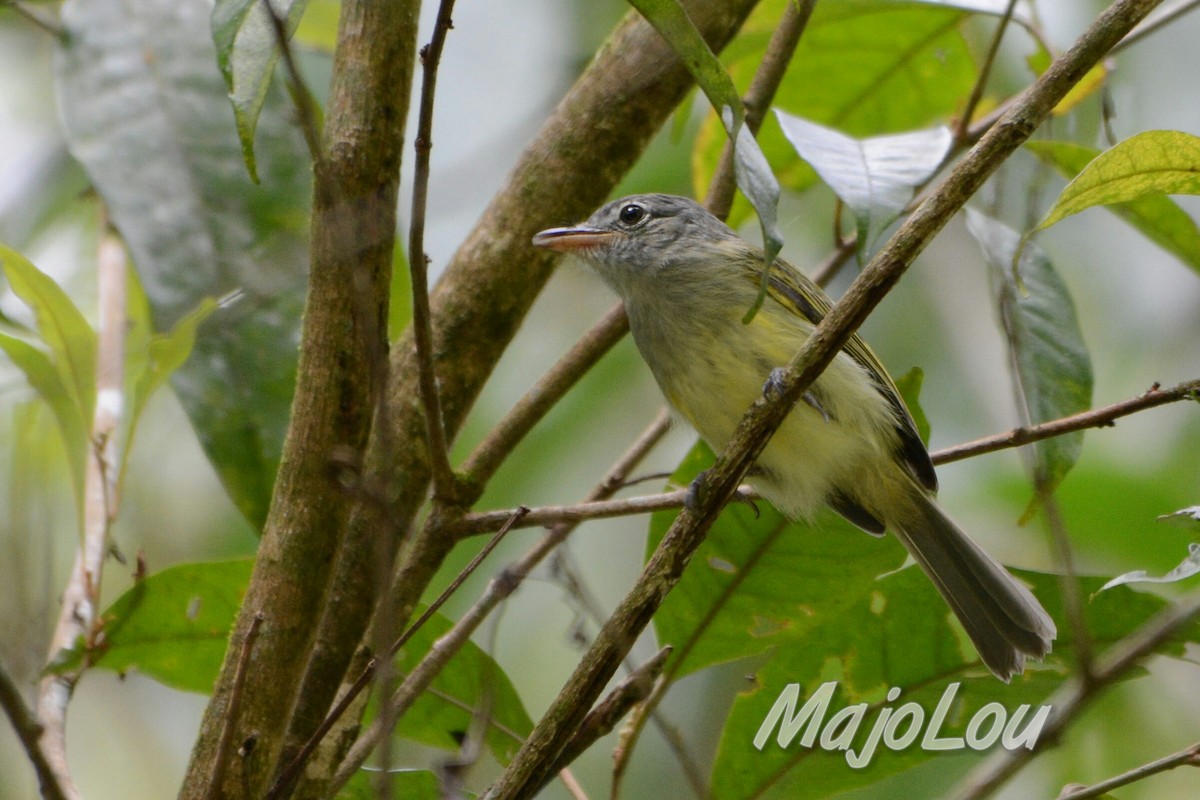 Yellow-olive Flatbill - ML32696371