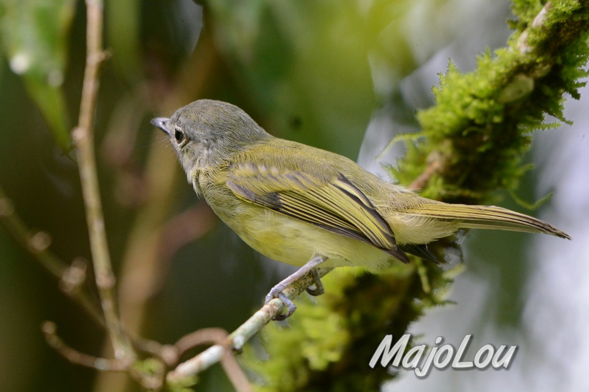 Yellow-olive Flatbill - Maria Jose Lou