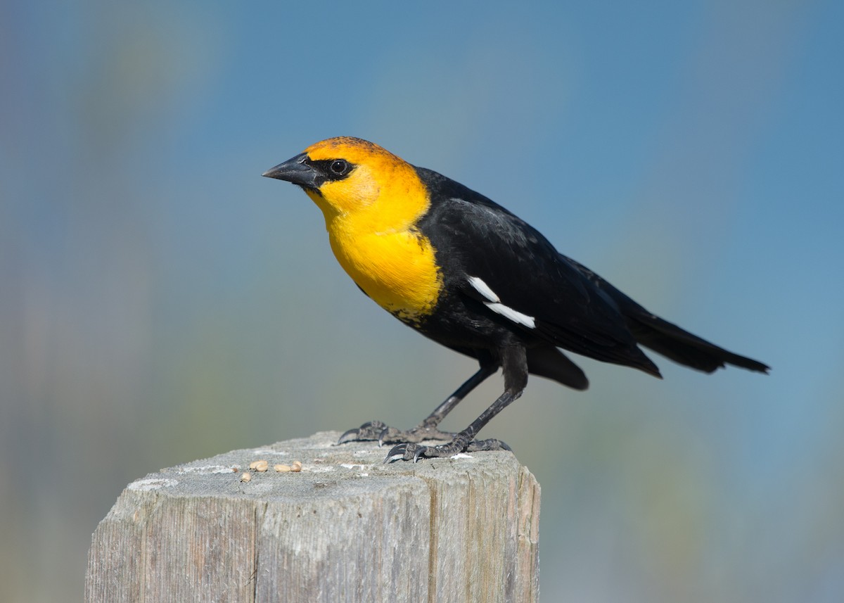 Yellow-headed Blackbird - Zach Westfall