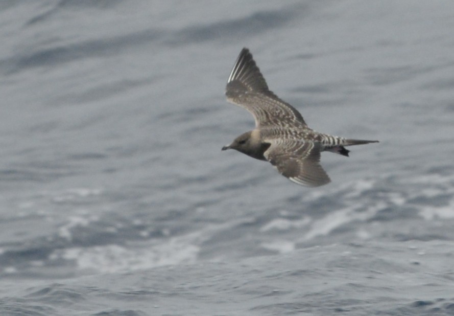 Long-tailed Jaeger - Robert Gundy