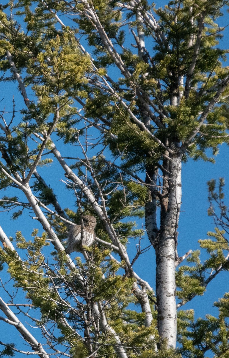 Northern Pygmy-Owl - ML326967661