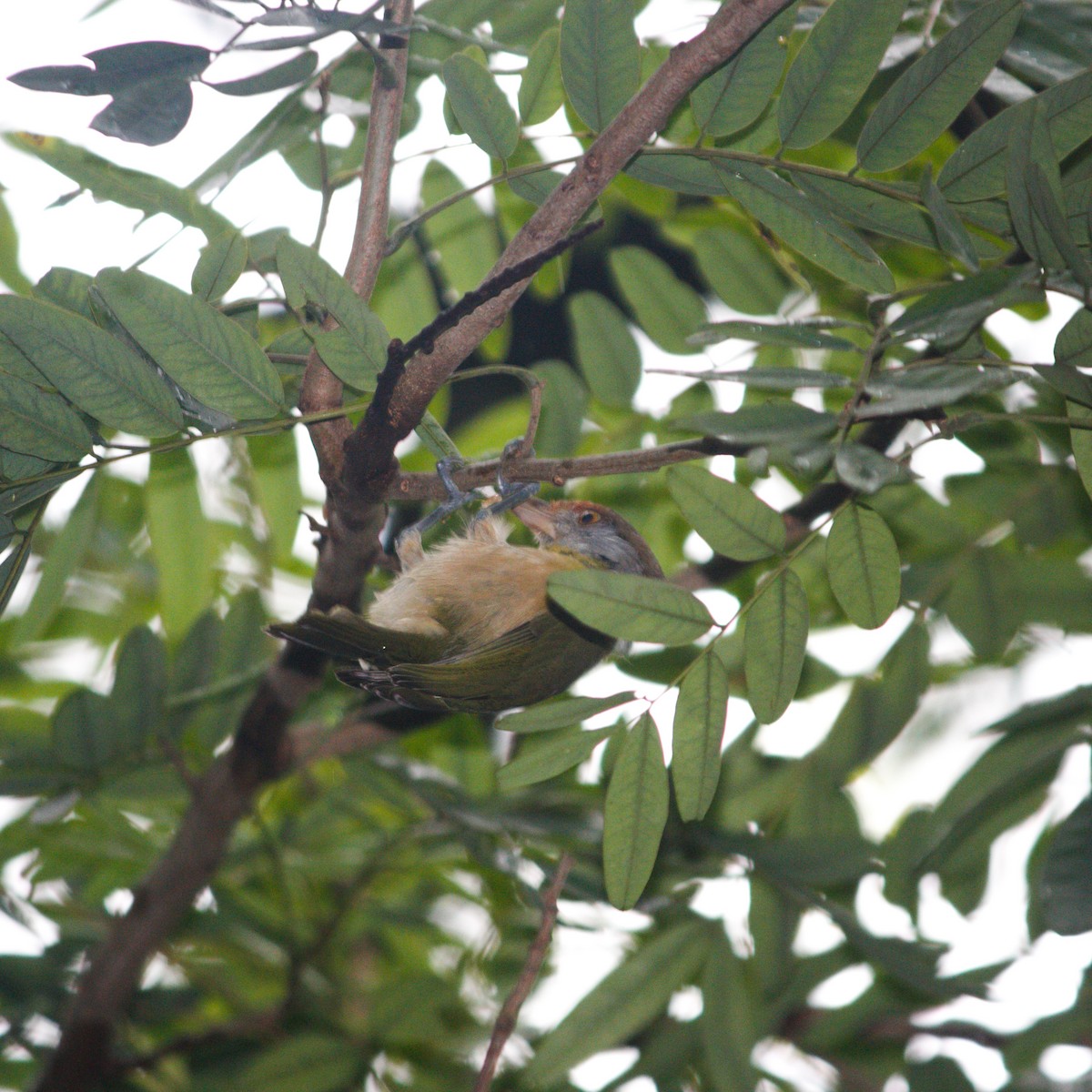 Rufous-browed Peppershrike - ML326967701