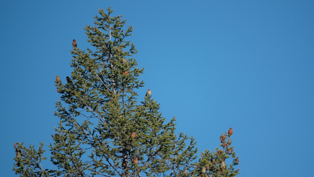 Red Crossbill - ML326967801