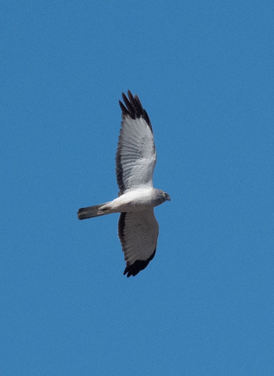 Northern Harrier - Anna Elkins