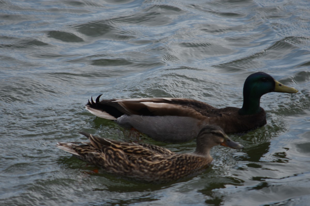 Canard colvert - ML326968341