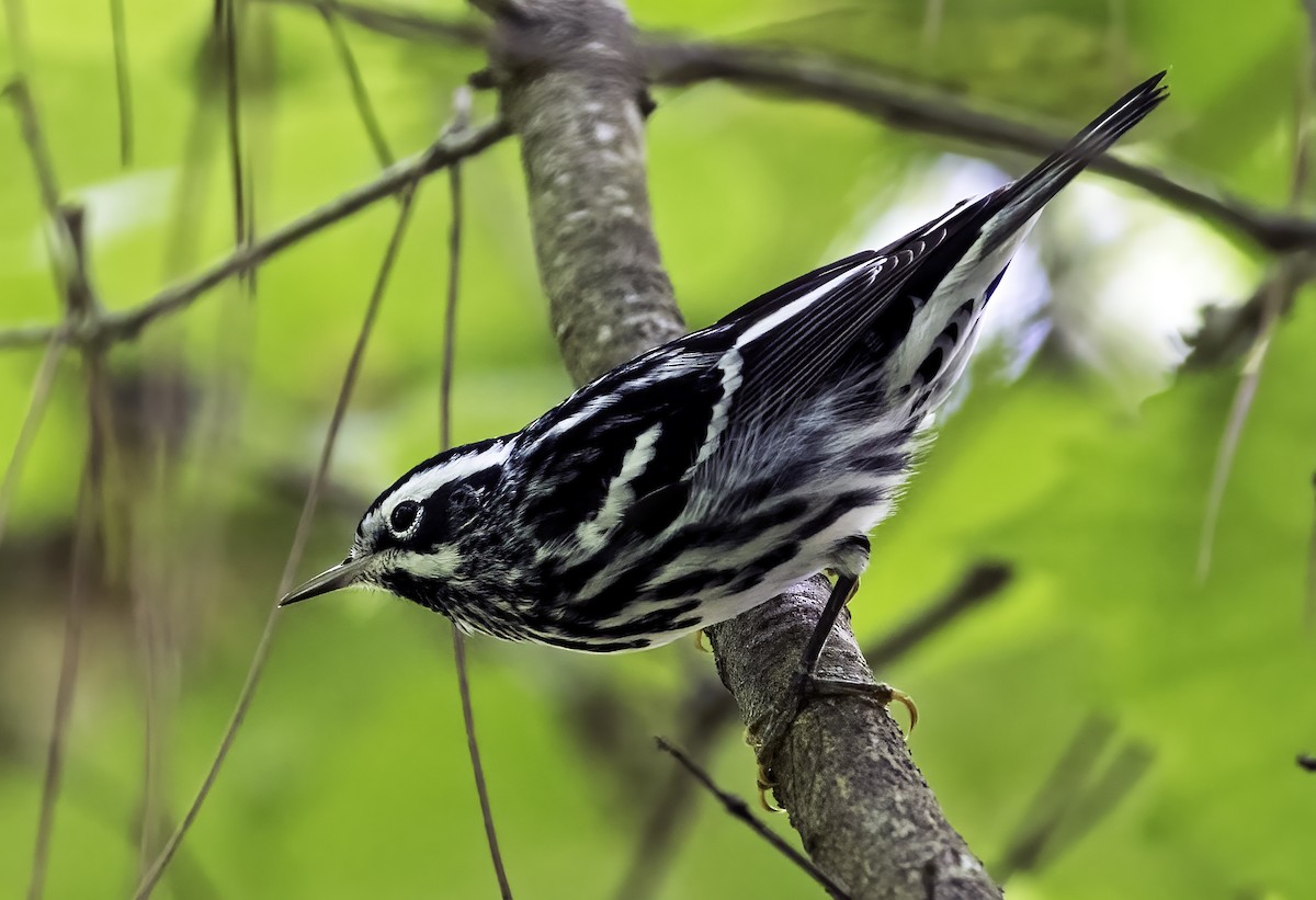 Black-and-white Warbler - ML326969701