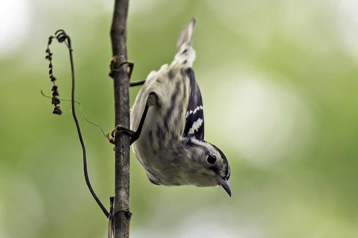 Black-and-white Warbler - ML326969821