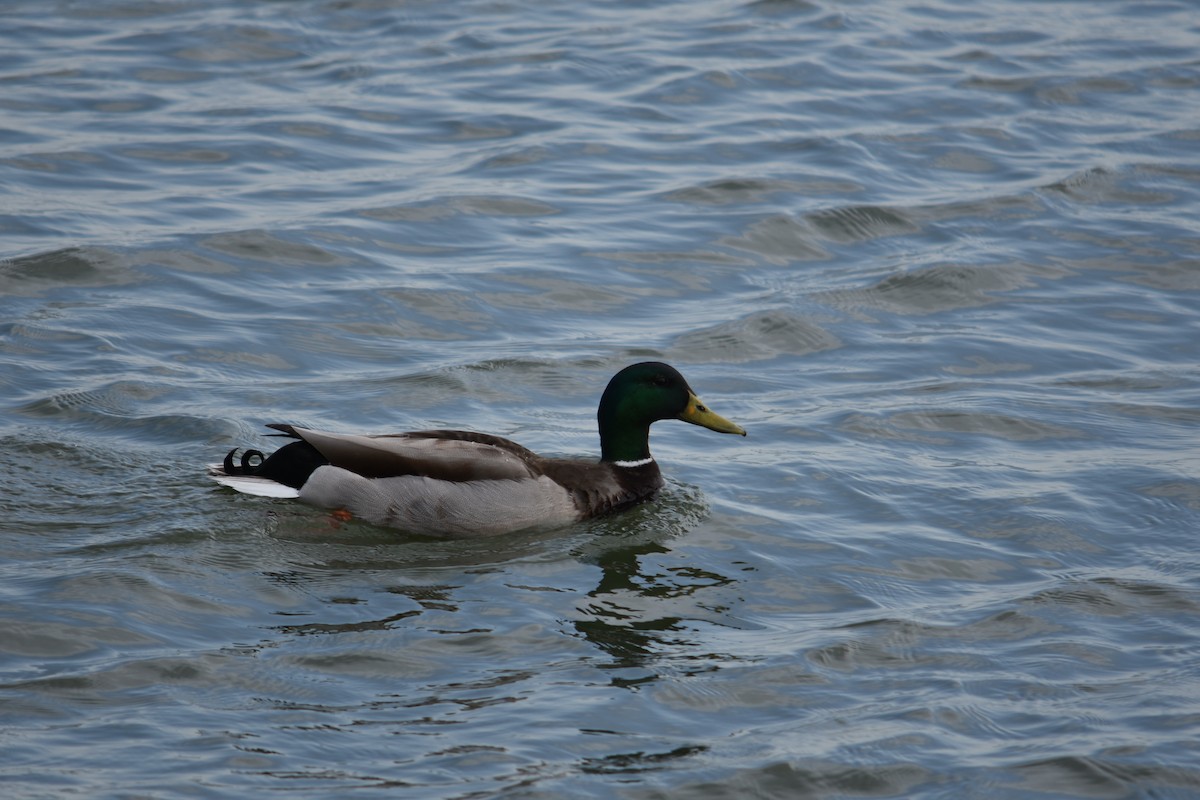 Canard colvert - ML326969891