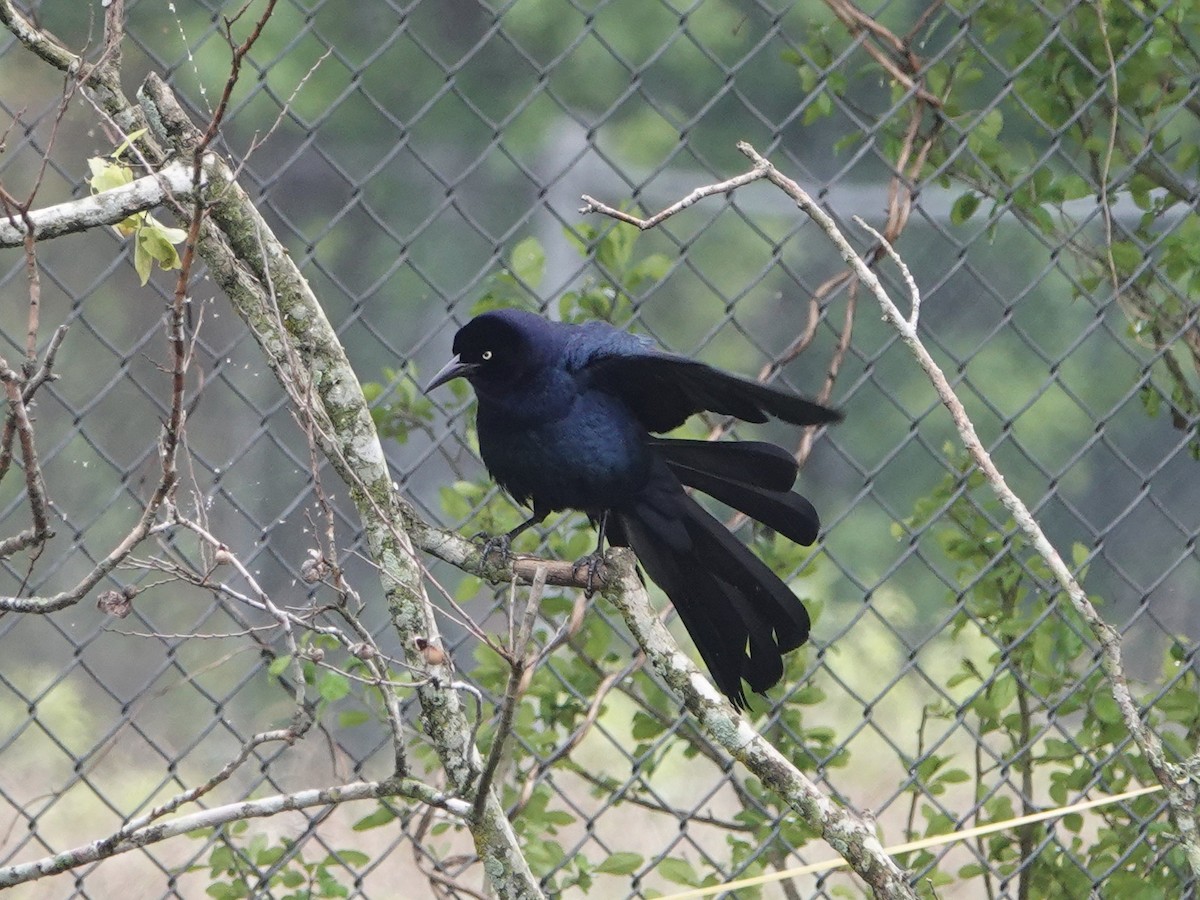 Great-tailed Grackle - ML326970291