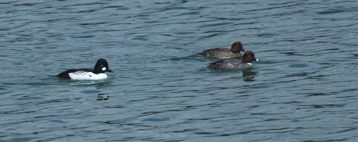 Common Goldeneye - David Barton