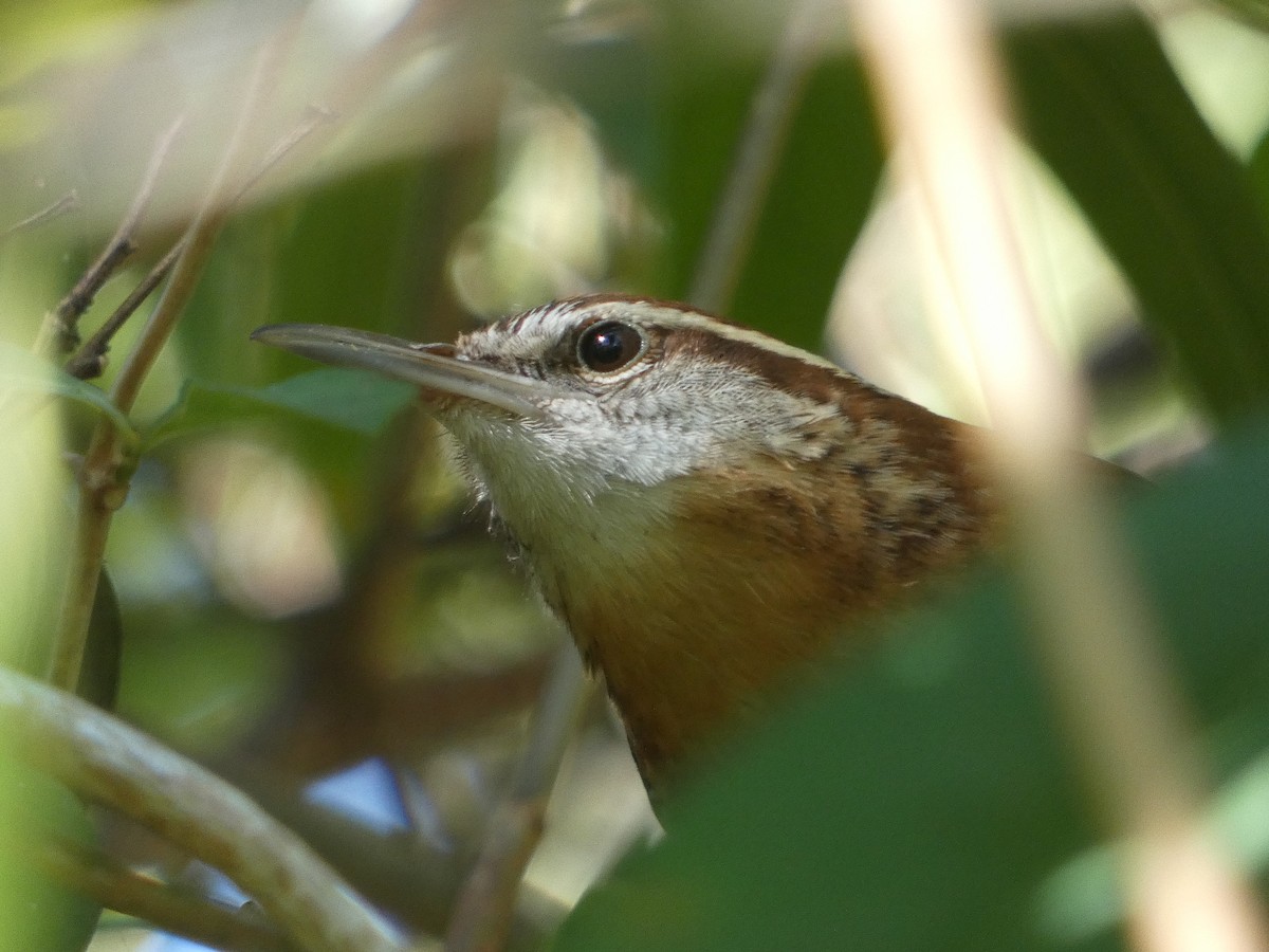 Carolina Wren - ML326970911