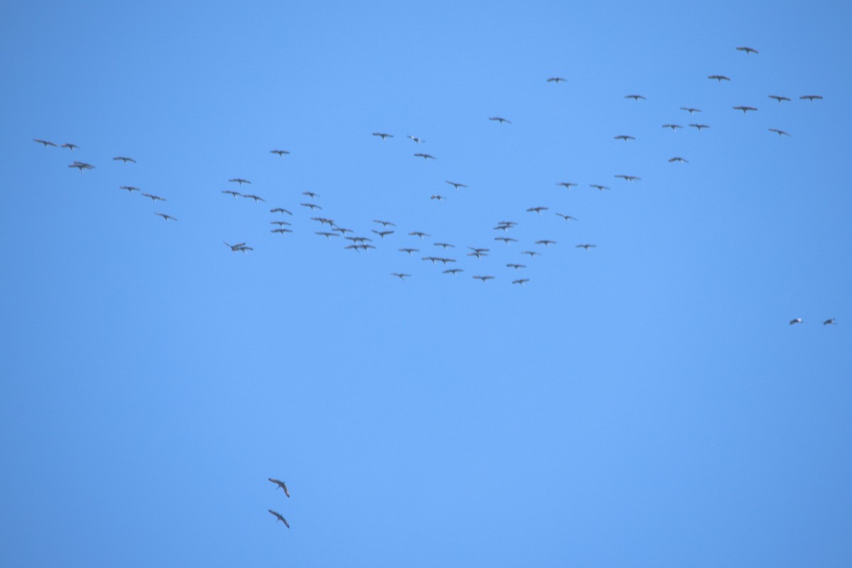 Sandhill Crane - ML326971711