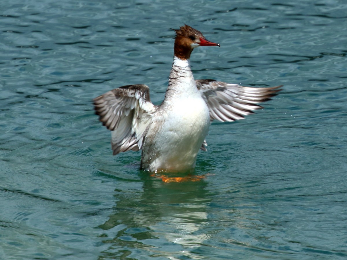 Common Merganser - David Barton