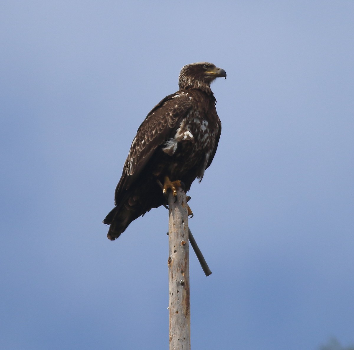 Weißkopf-Seeadler - ML326972511