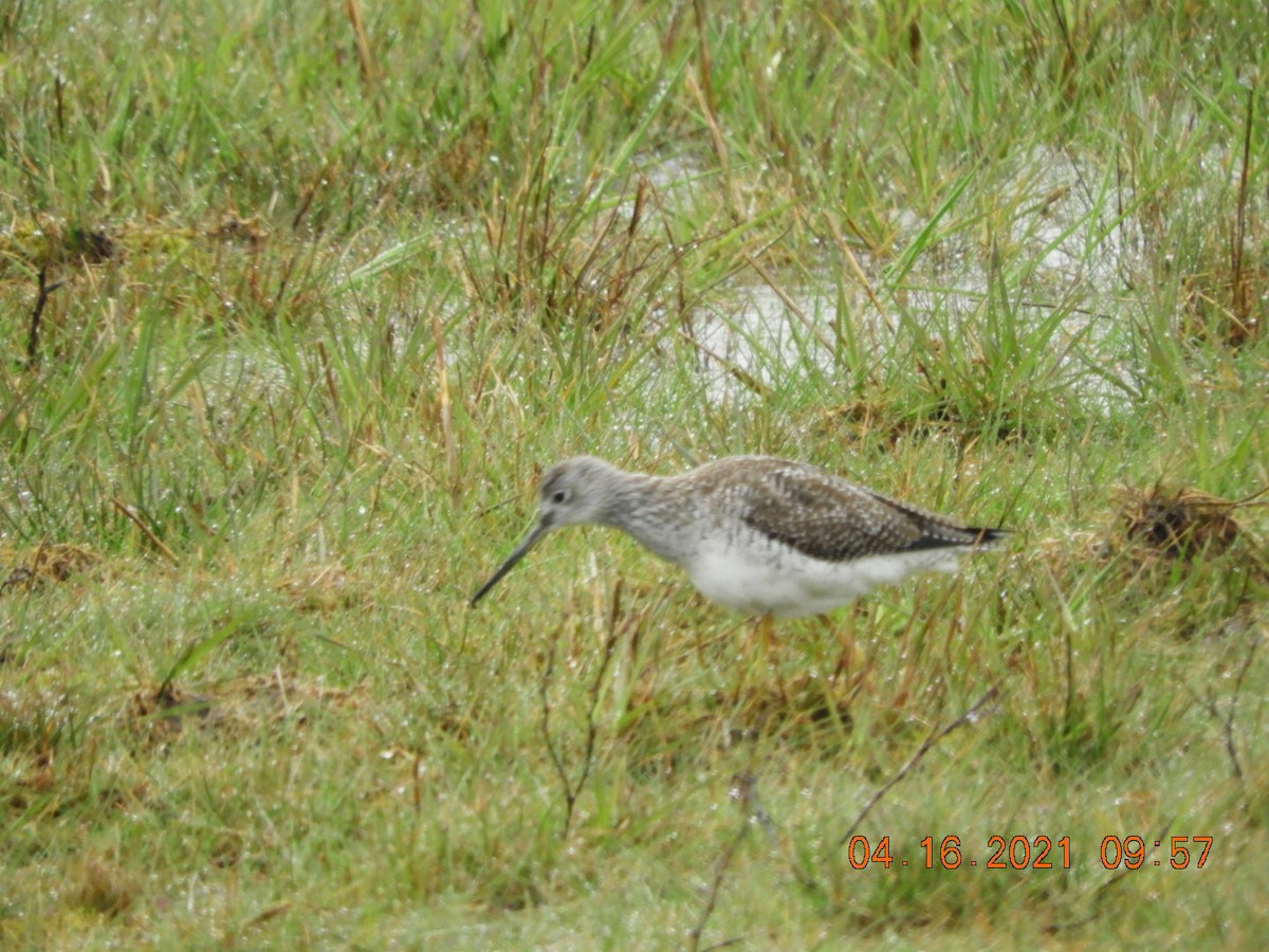 Greater Yellowlegs - Beverly King