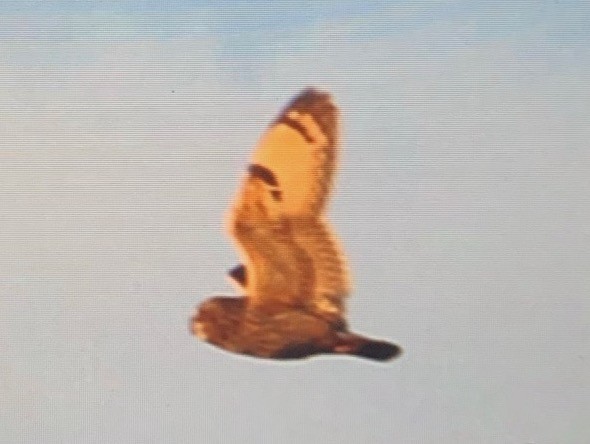 Short-eared Owl - ML326974321