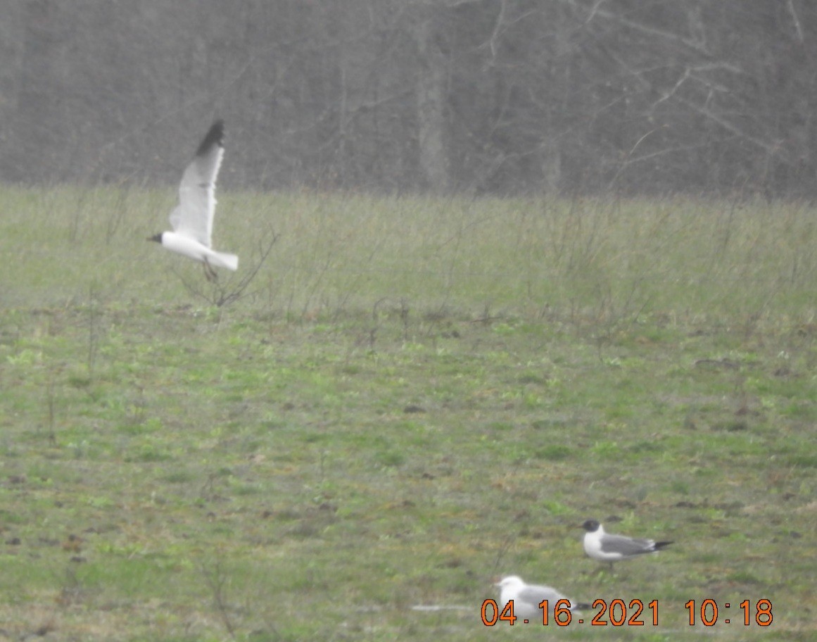 Mouette atricille - ML326974841