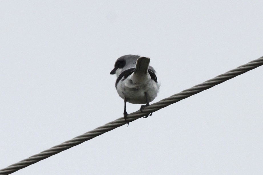 Loggerhead Shrike - David Marjamaa