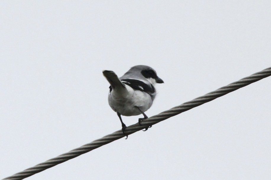 Loggerhead Shrike - ML32697641