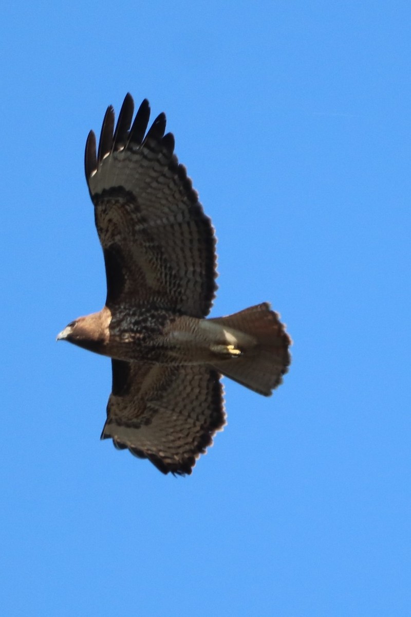 Red-tailed Hawk - George Johnson