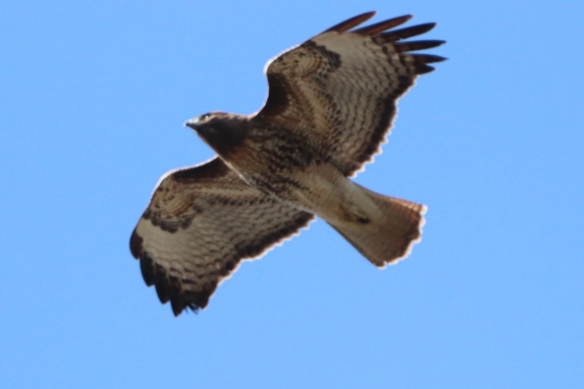 Red-tailed Hawk - George Johnson