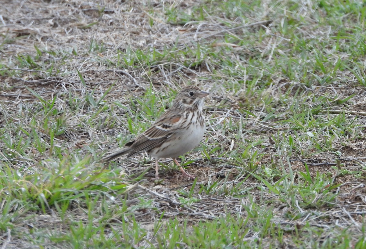 Vesper Sparrow - Marsha Walling