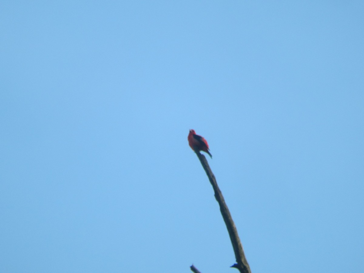 Scarlet Tanager - ML32697911