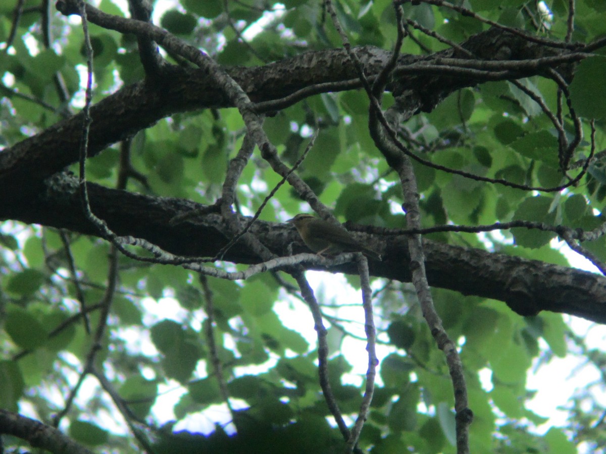 Worm-eating Warbler - ML32697951