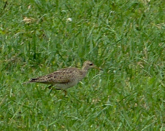 Upland Sandpiper - ML326979831