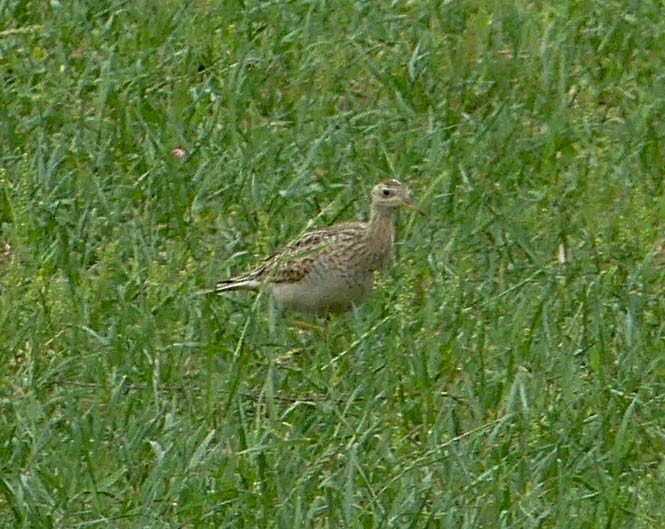 Upland Sandpiper - ML326979861