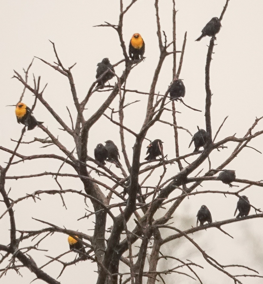 Yellow-headed Blackbird - ML326980331
