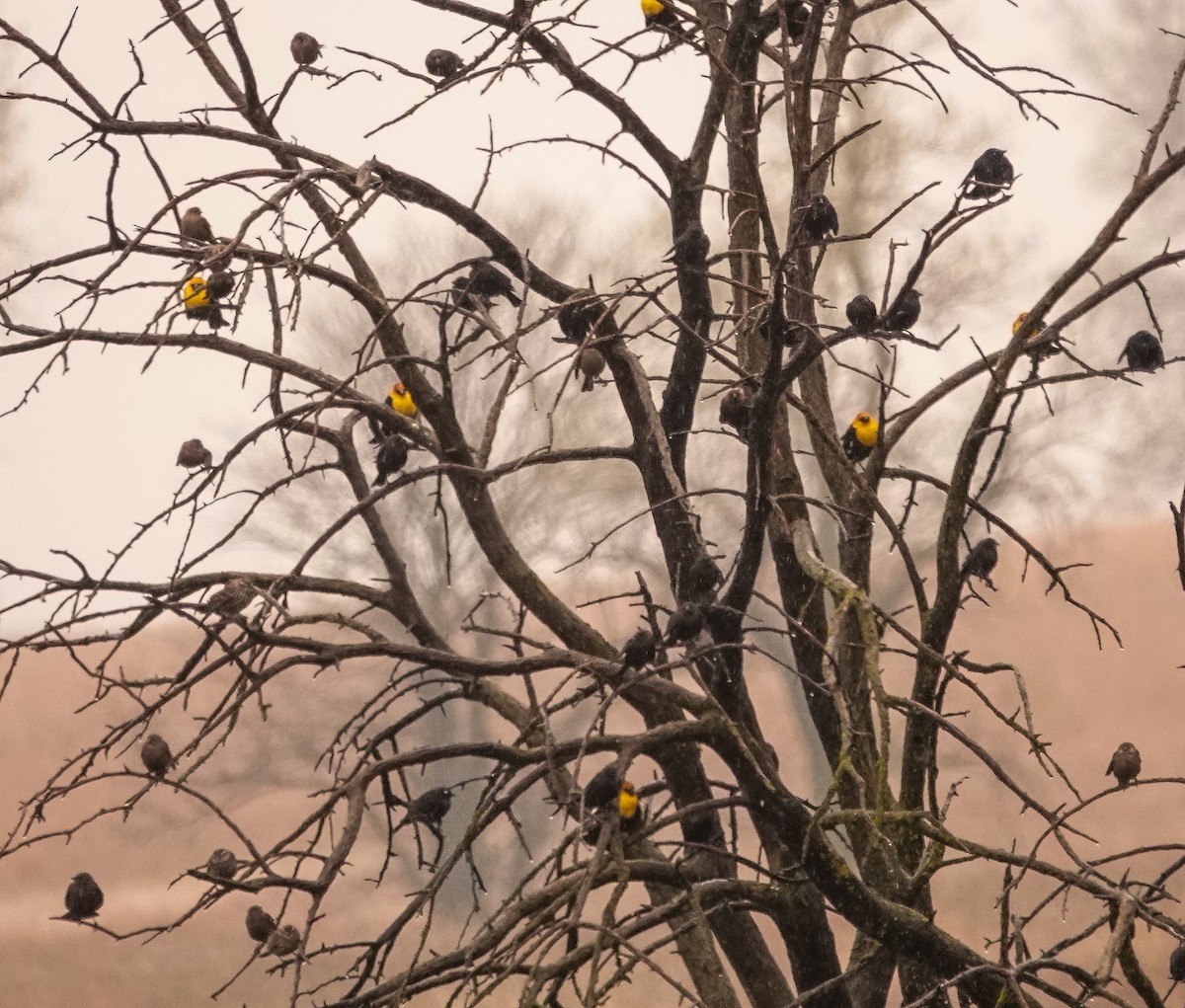 Yellow-headed Blackbird - ML326980381