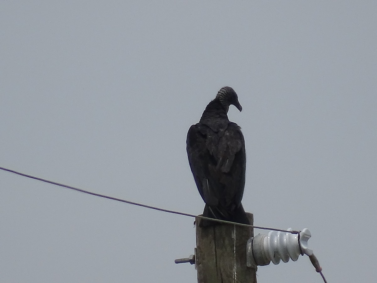Black Vulture - ML326981221