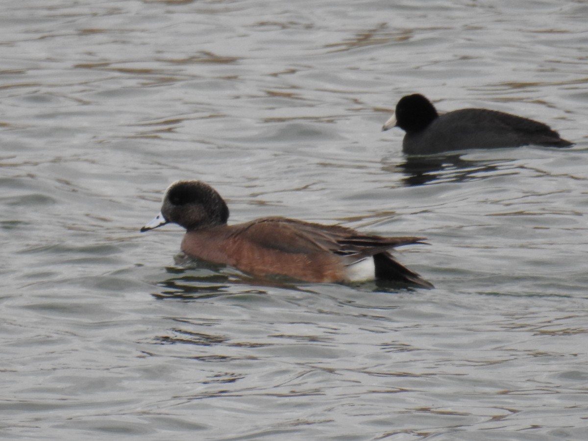 American Wigeon - ML326981491