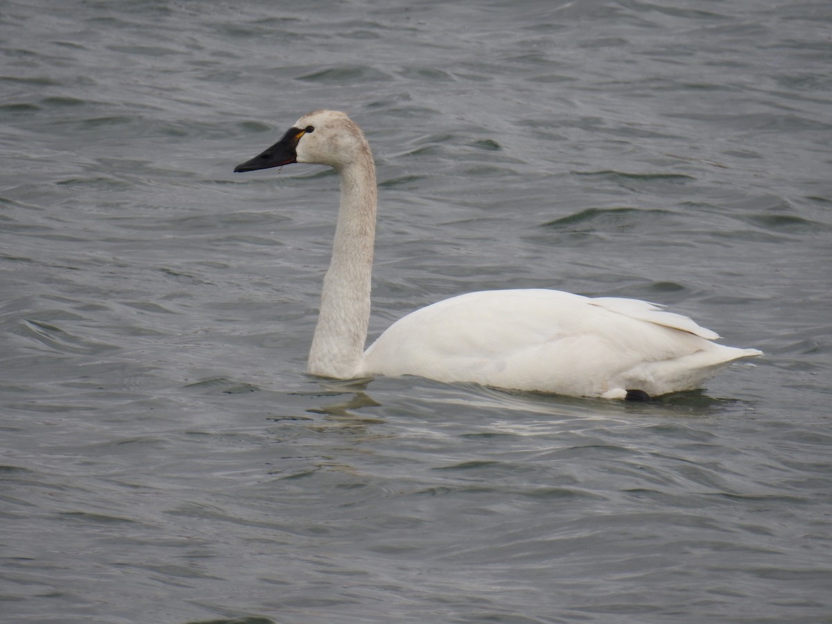 Tundra Swan - ML326981941